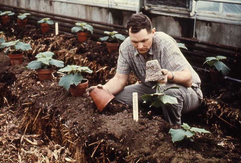 Αρχείο:Φύτευση σπορόφυτου αγγουριάς θερμοκηπίου.jpg