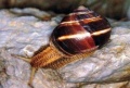 Helix lucorum.jpg