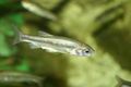 Γκιζάνι-Ladigesocypris ghigii (Pisces, Cyprinidae) II.jpg