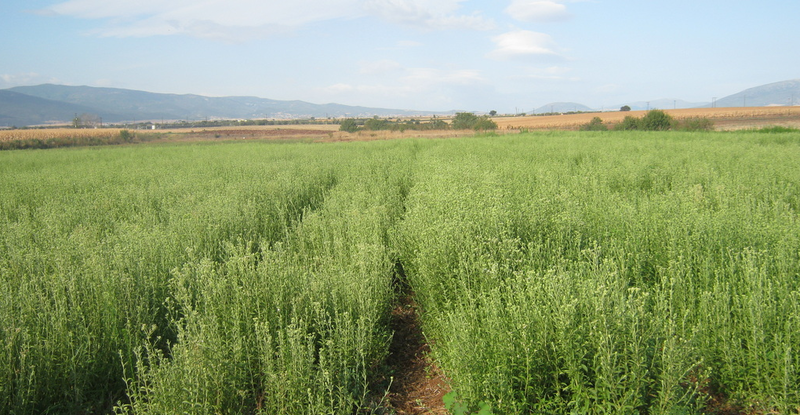 Αρχείο:Καλλιεργήσιμη έκταση στέβιας.png