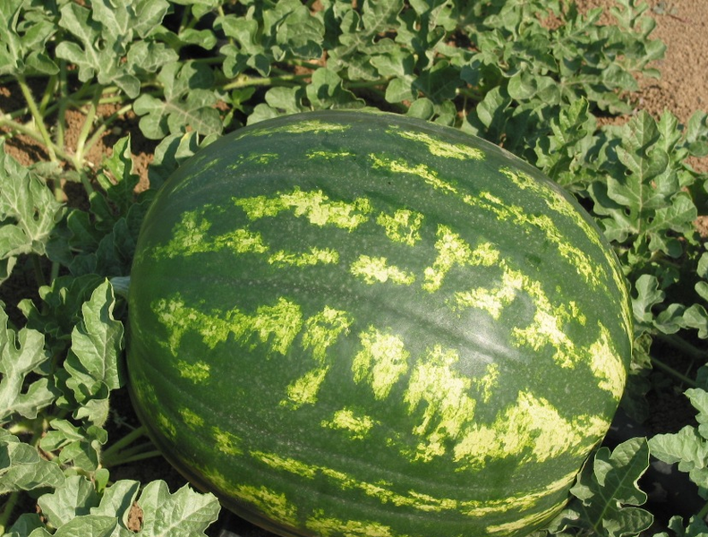 Αρχείο:Ποικιλία καρπουζιάς Obla F1.png