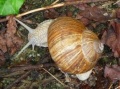 Helix pomatia.jpg